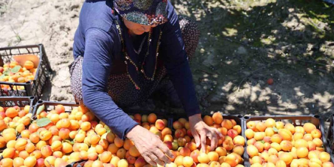 30 dönümden 20 ton rekolte bekleniyor! Bahçede kilosu 60-80 TL 3